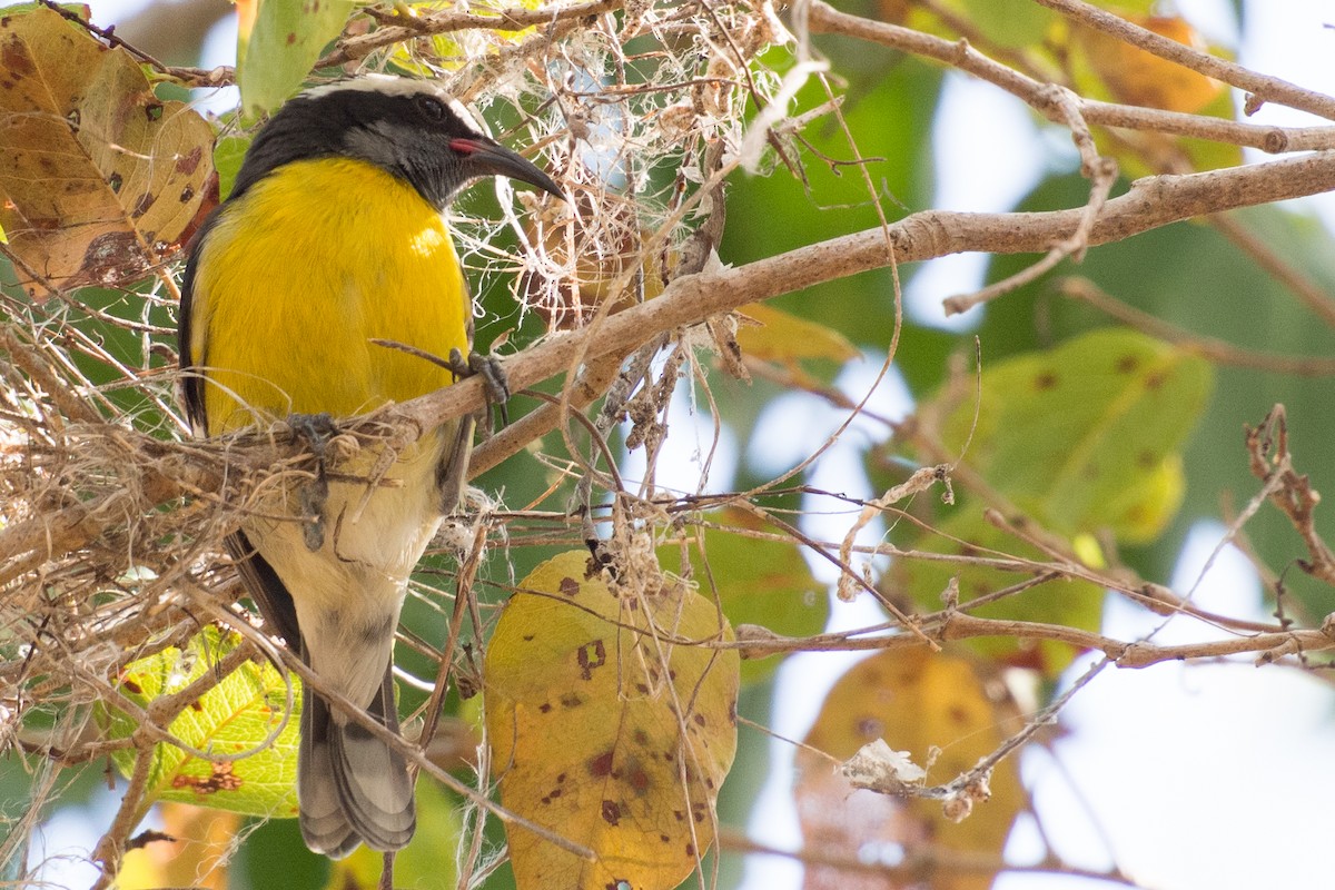 Bananaquit - ML645450242
