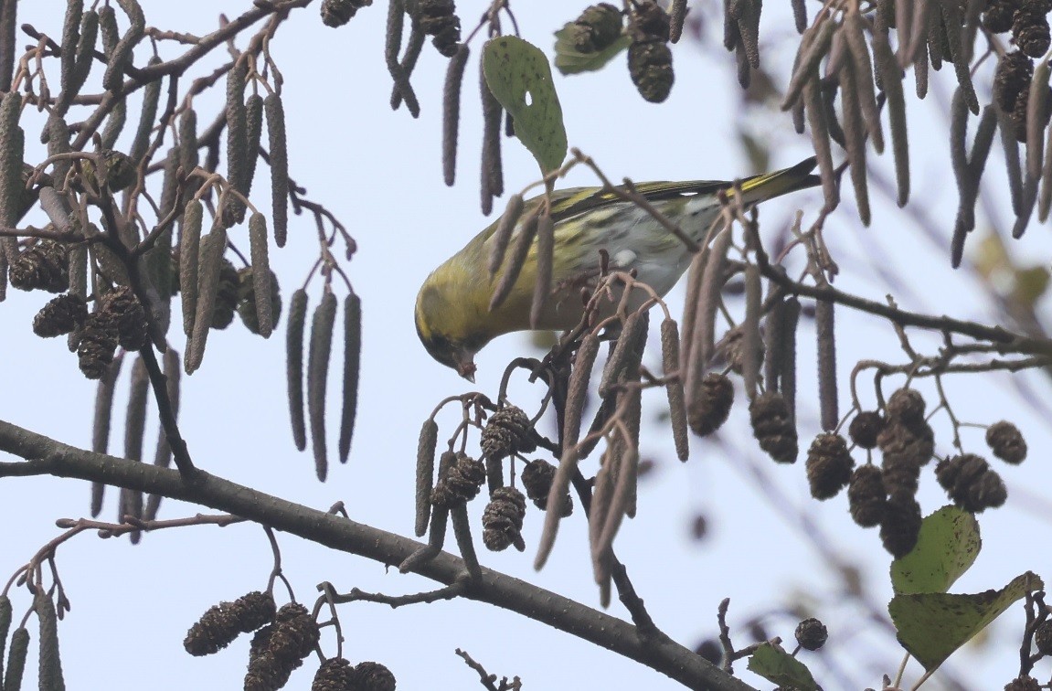 Eurasian Siskin - ML645450243