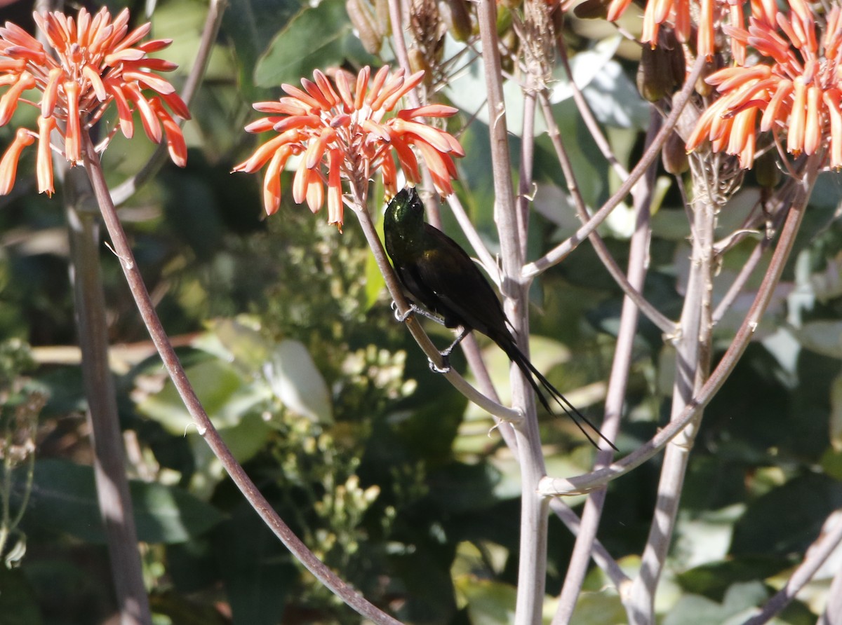 Bronze Sunbird - ML645450244