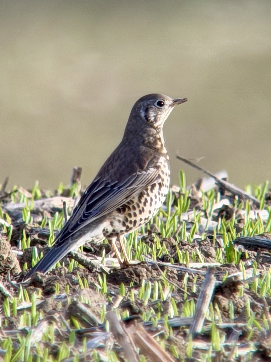 Mistle Thrush - ML645450245