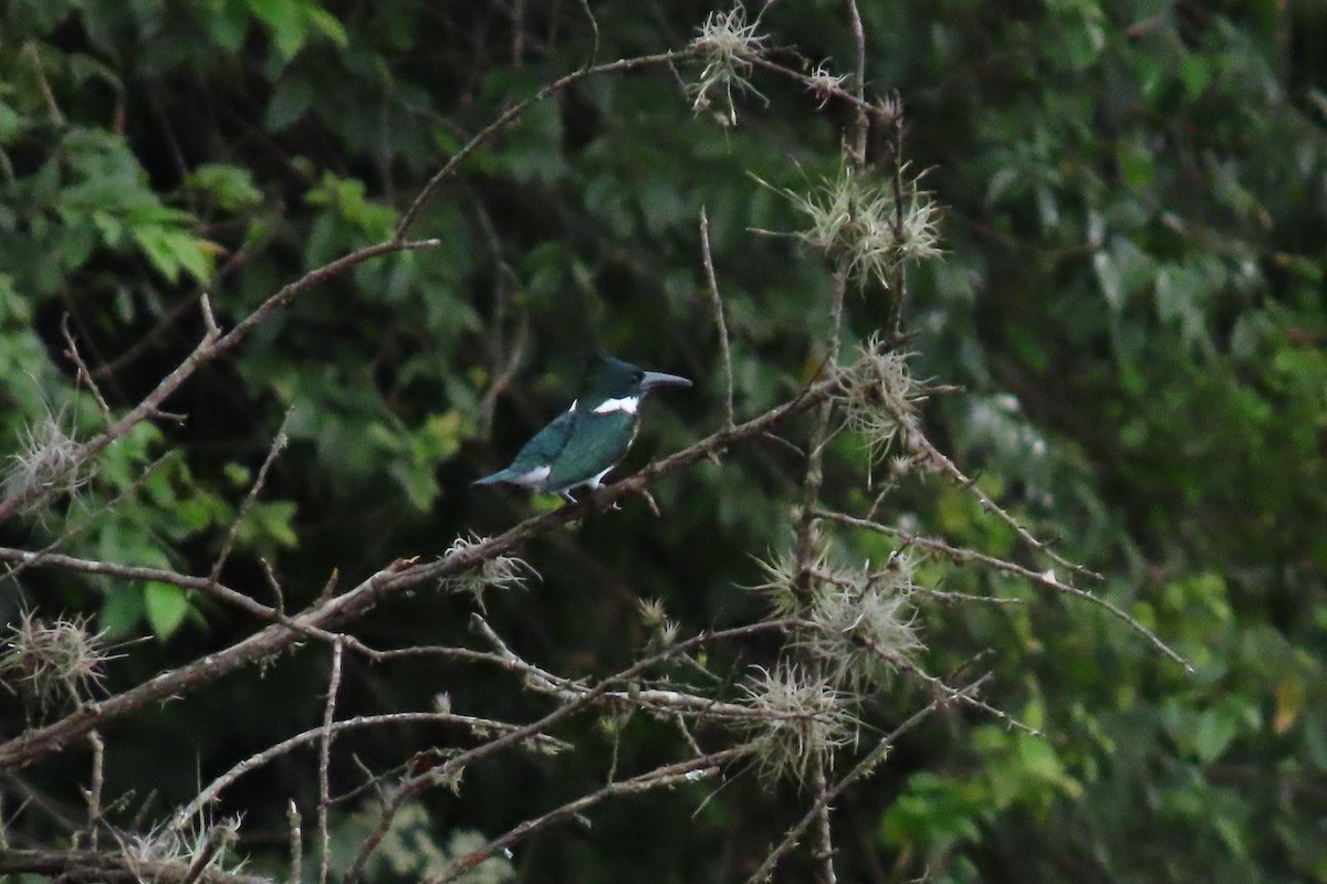 Amazon Kingfisher - ML645450246