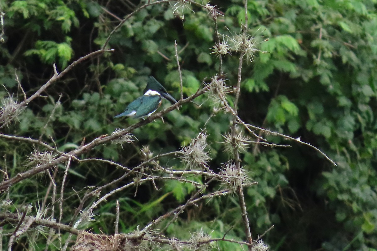 Amazon Kingfisher - ML645450247