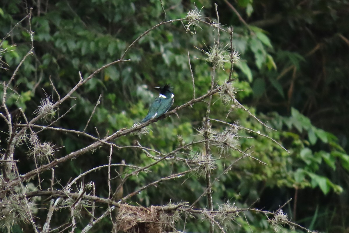 Amazon Kingfisher - ML645450254