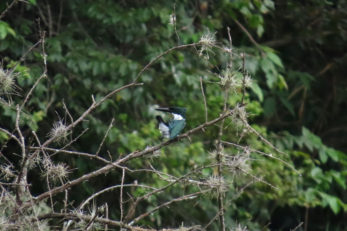 Amazon Kingfisher - ML645450255