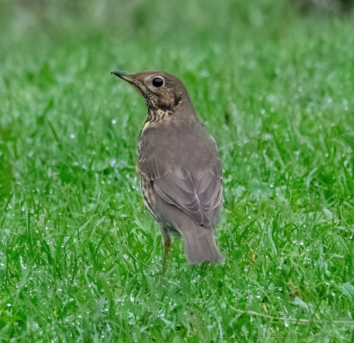 Song Thrush - ML645450256