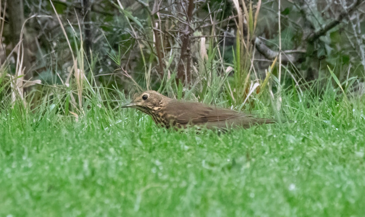 Song Thrush - ML645450257