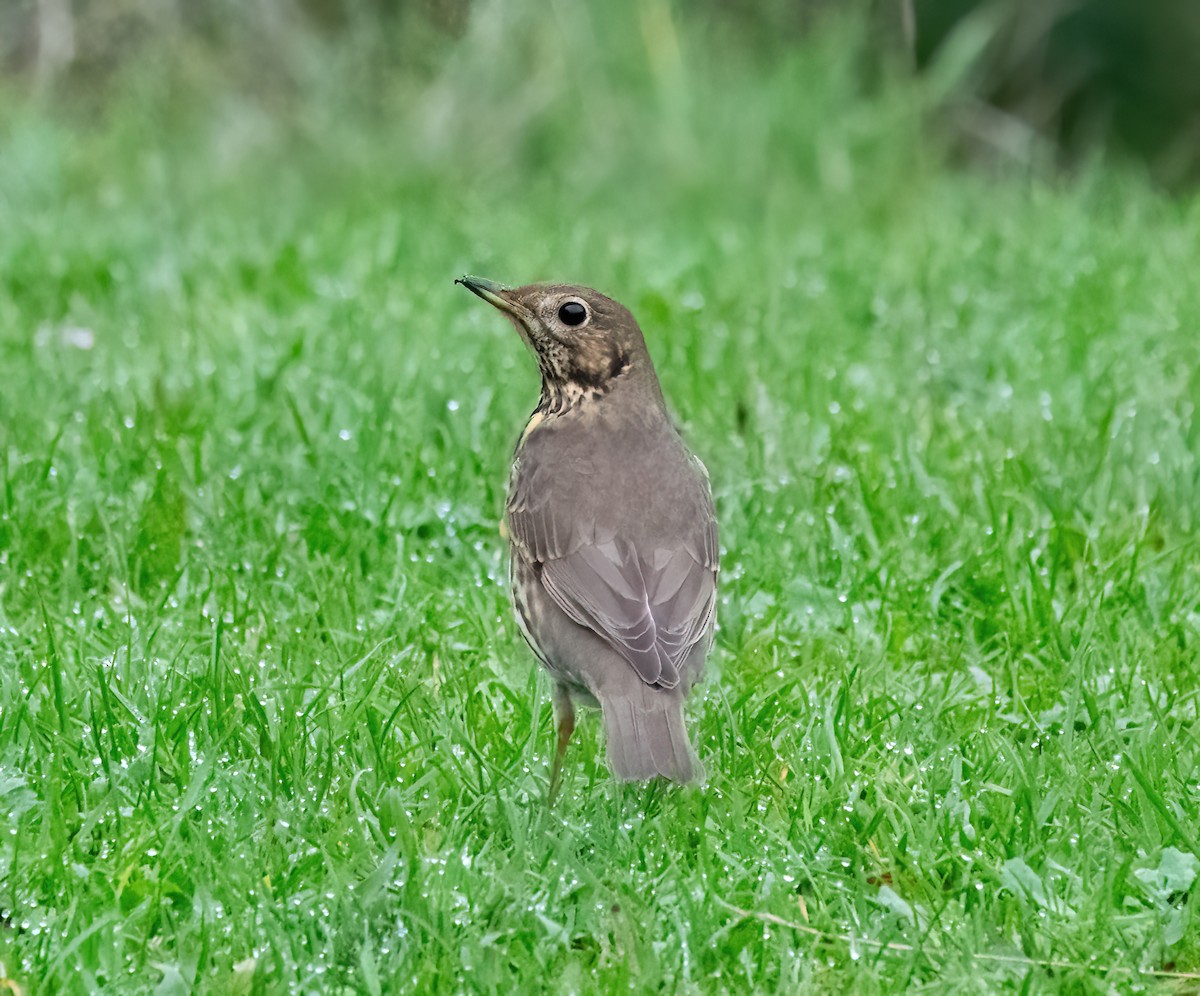 Song Thrush - ML645450258
