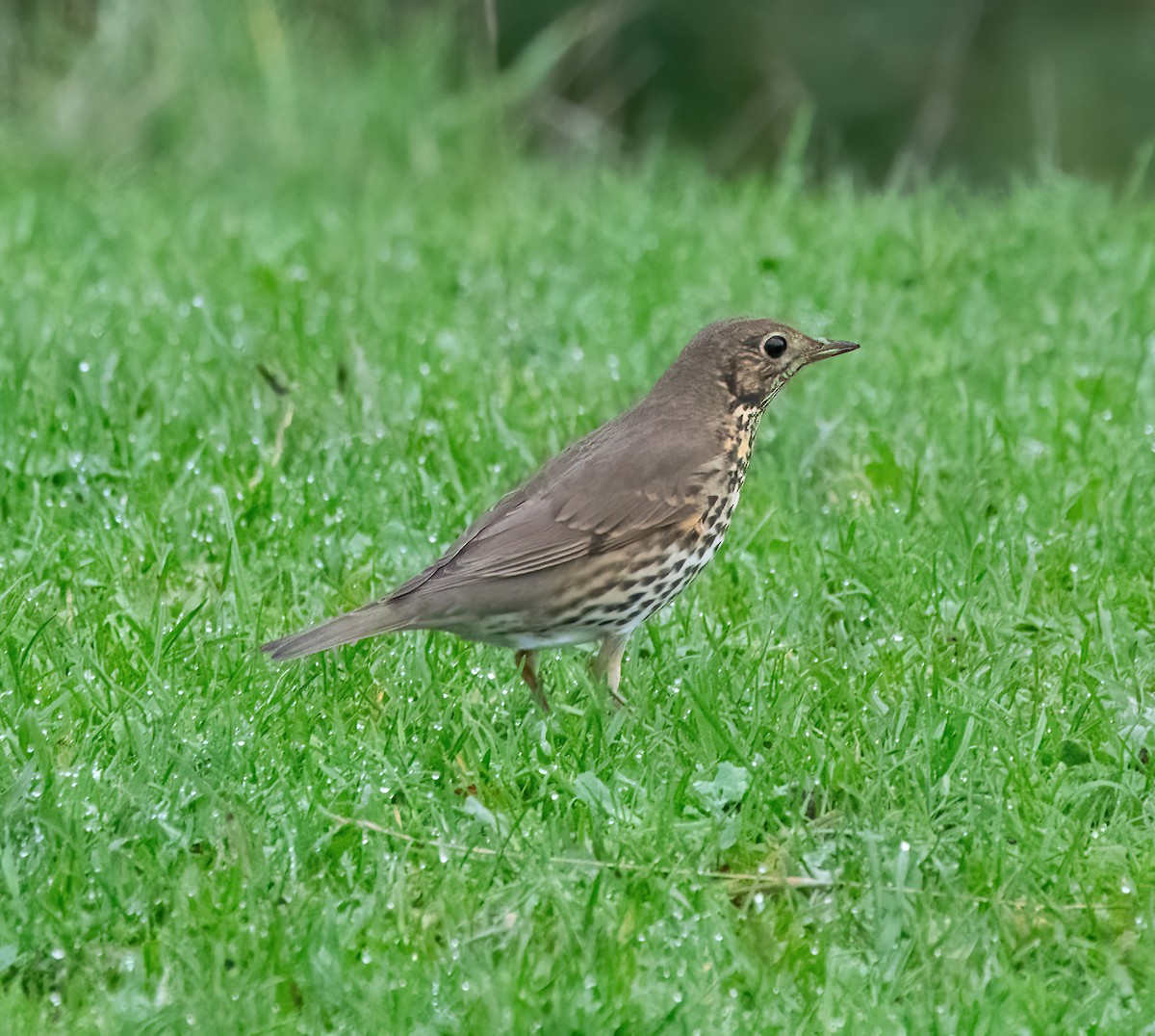Song Thrush - ML645450259
