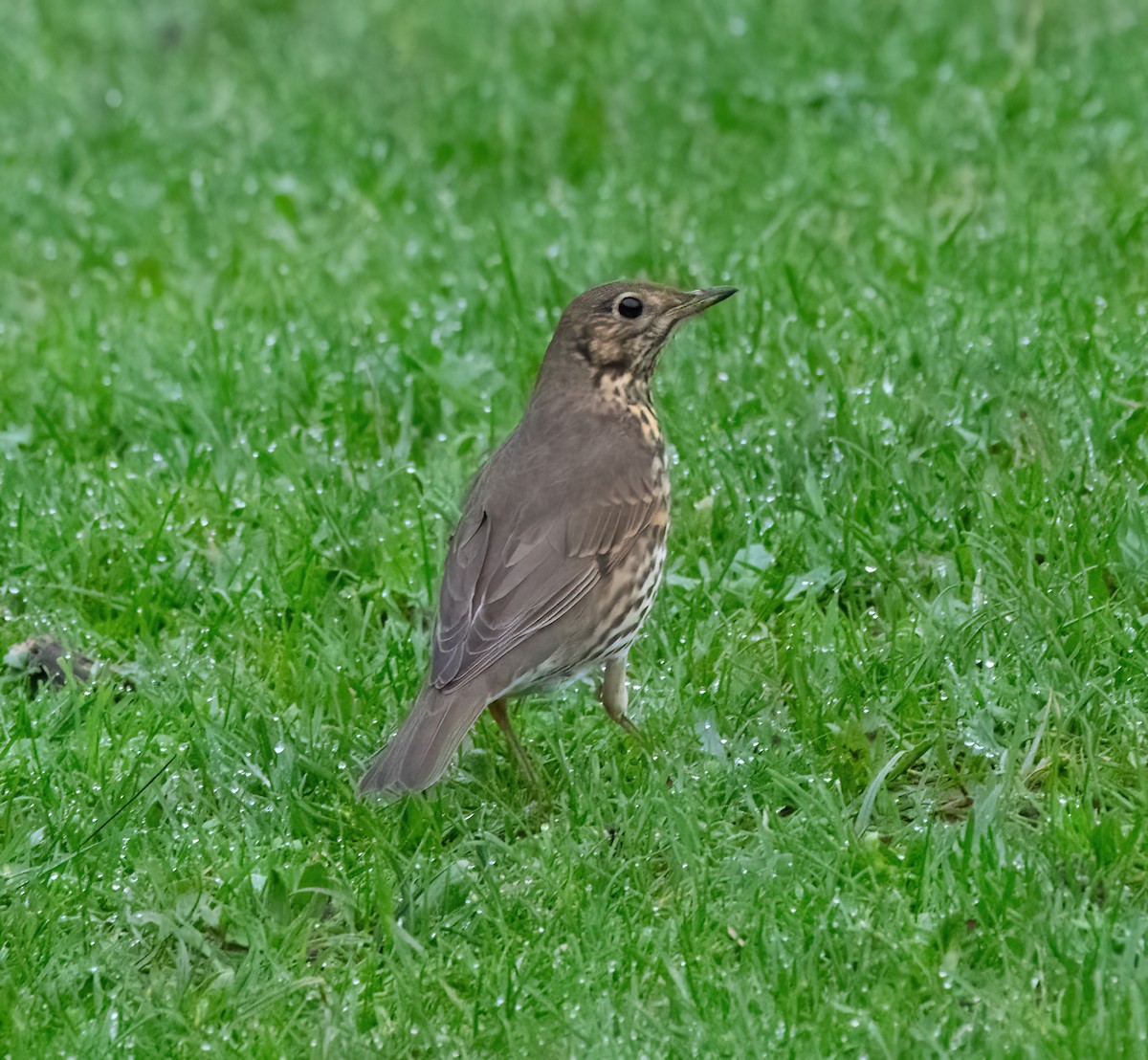 Song Thrush - ML645450260