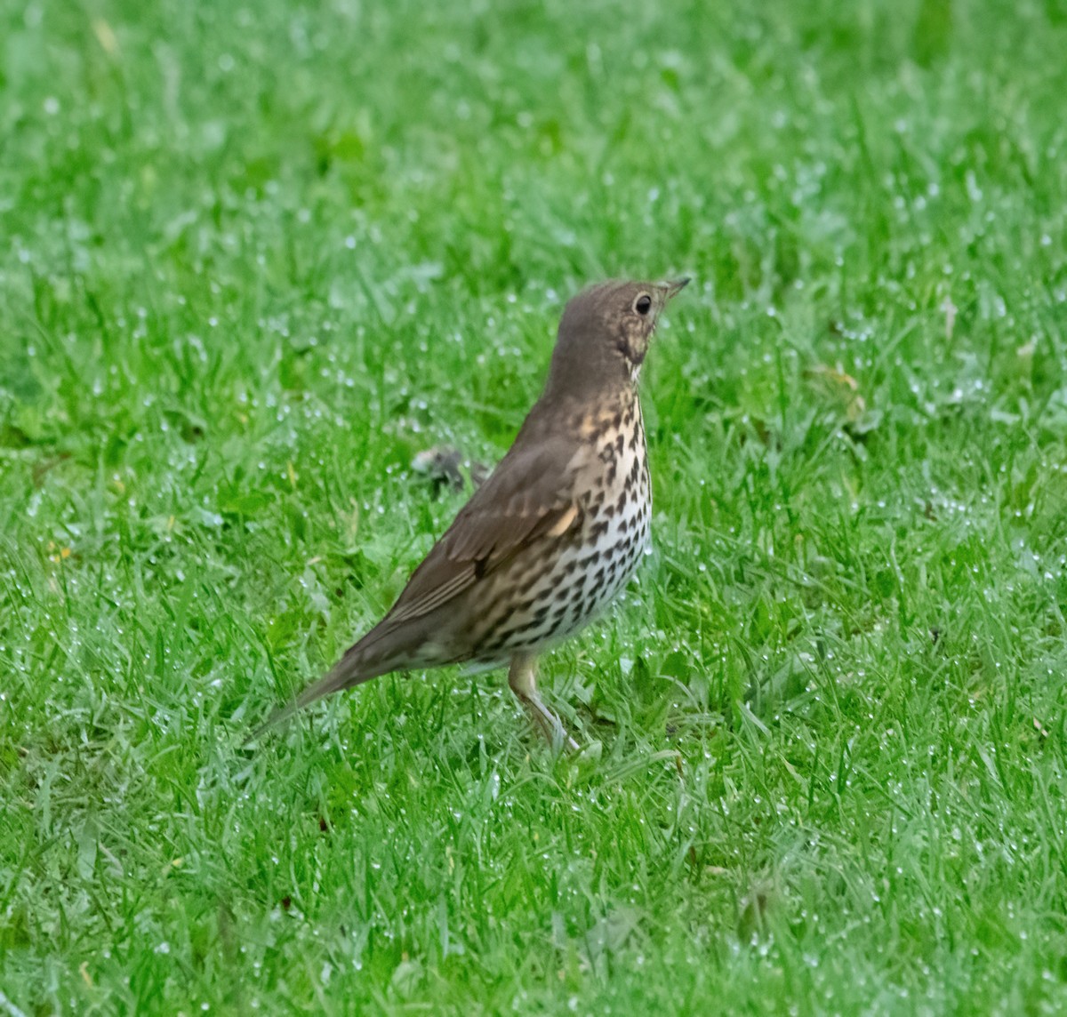 Song Thrush - ML645450261
