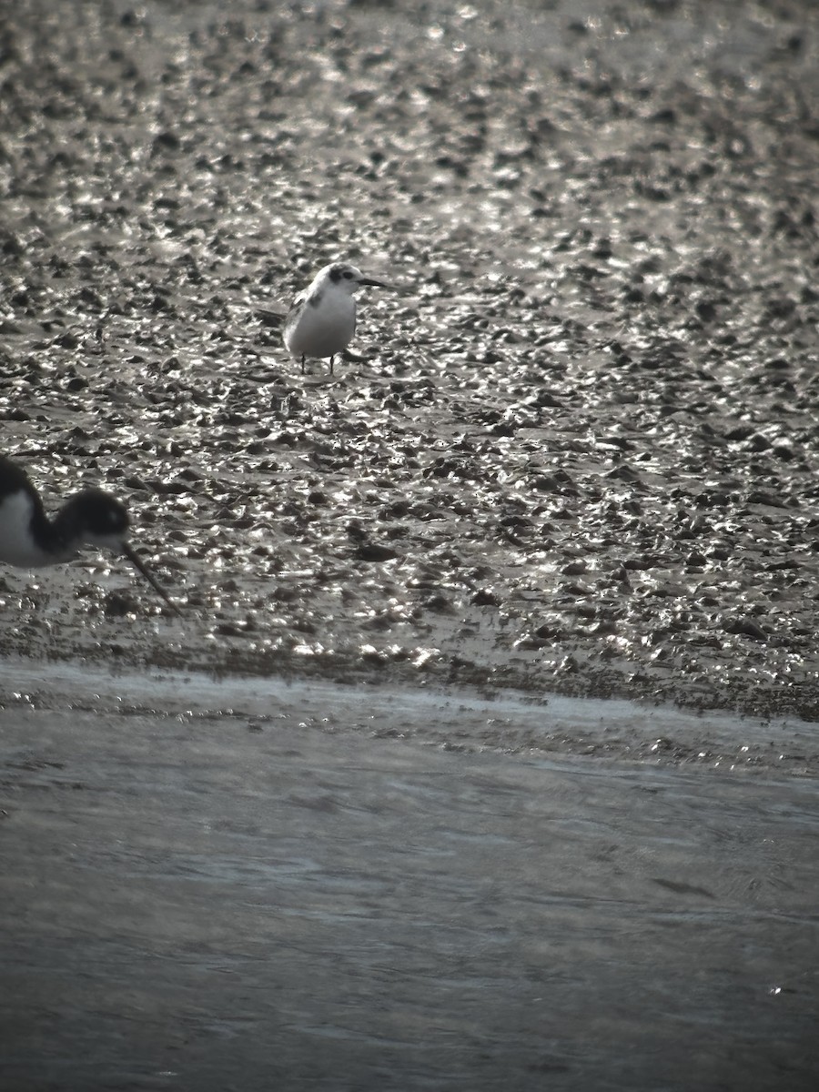 Black Tern - ML645450262