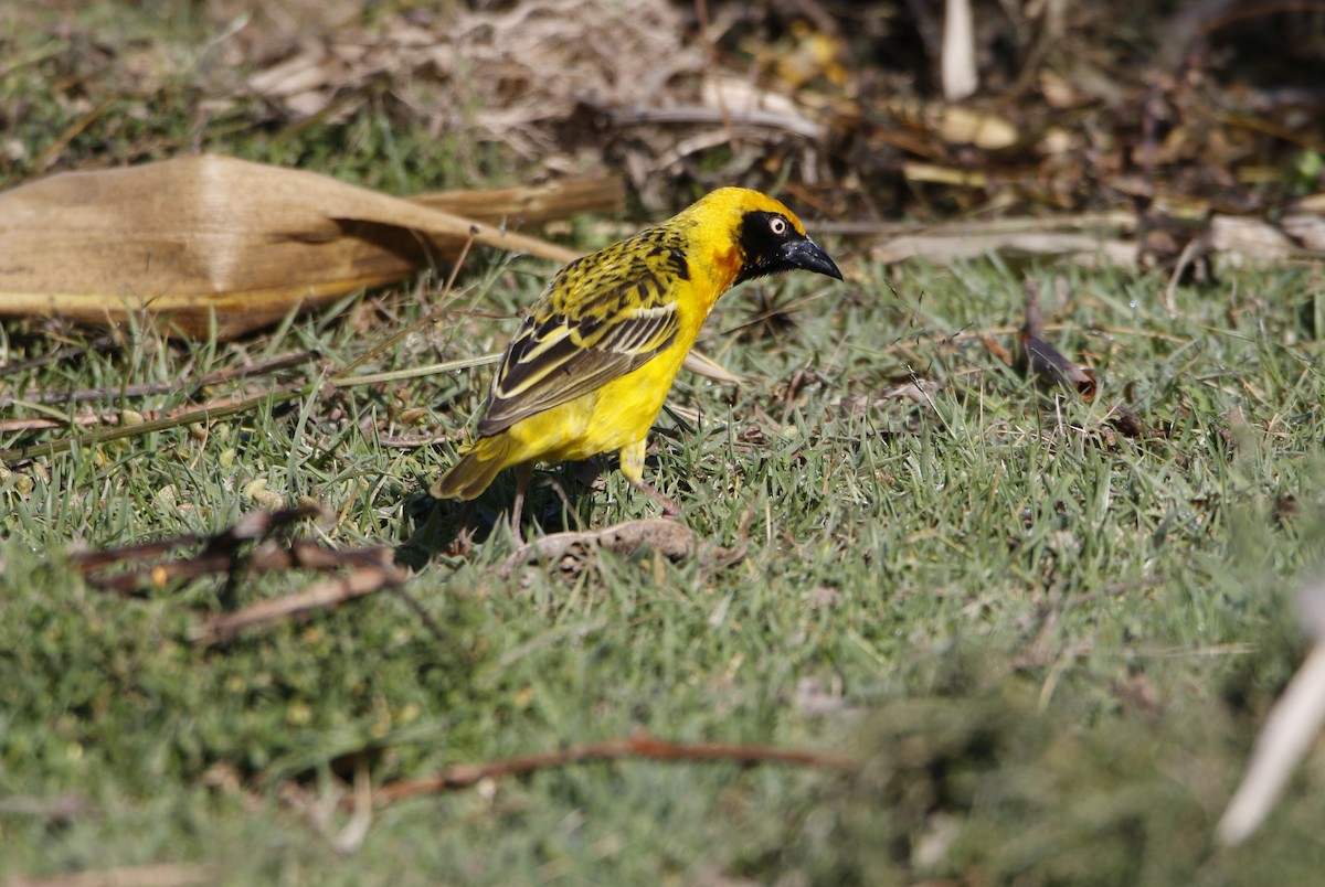 Speke's Weaver - ML645450263