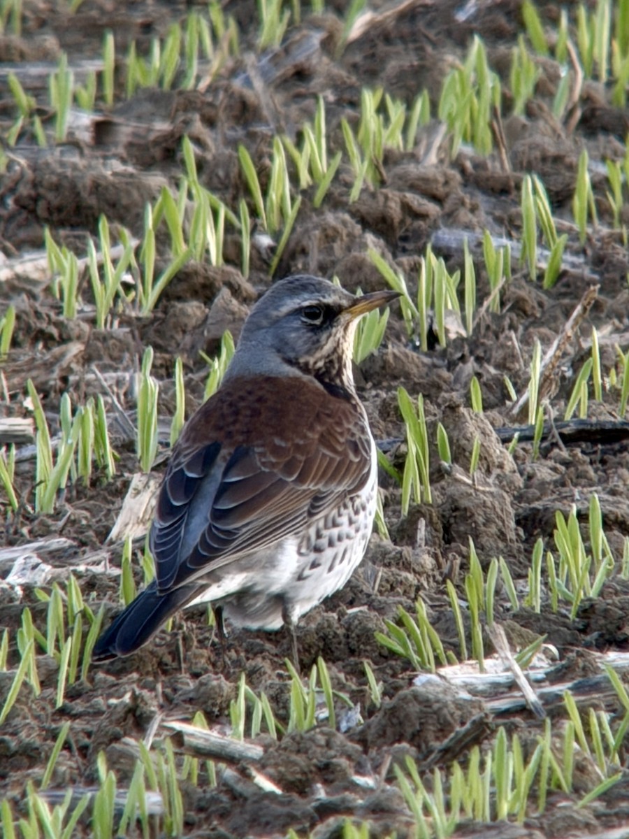 Fieldfare - ML645450264