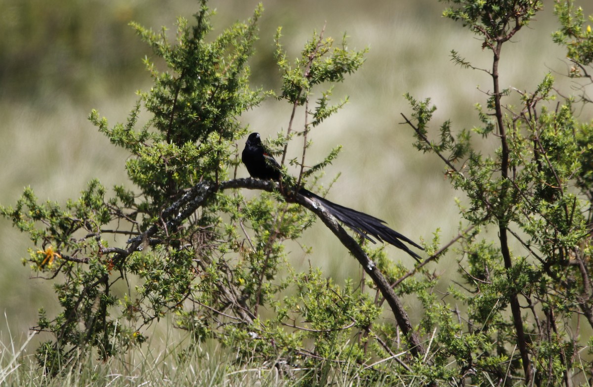 Long-tailed Widowbird - ML645450270