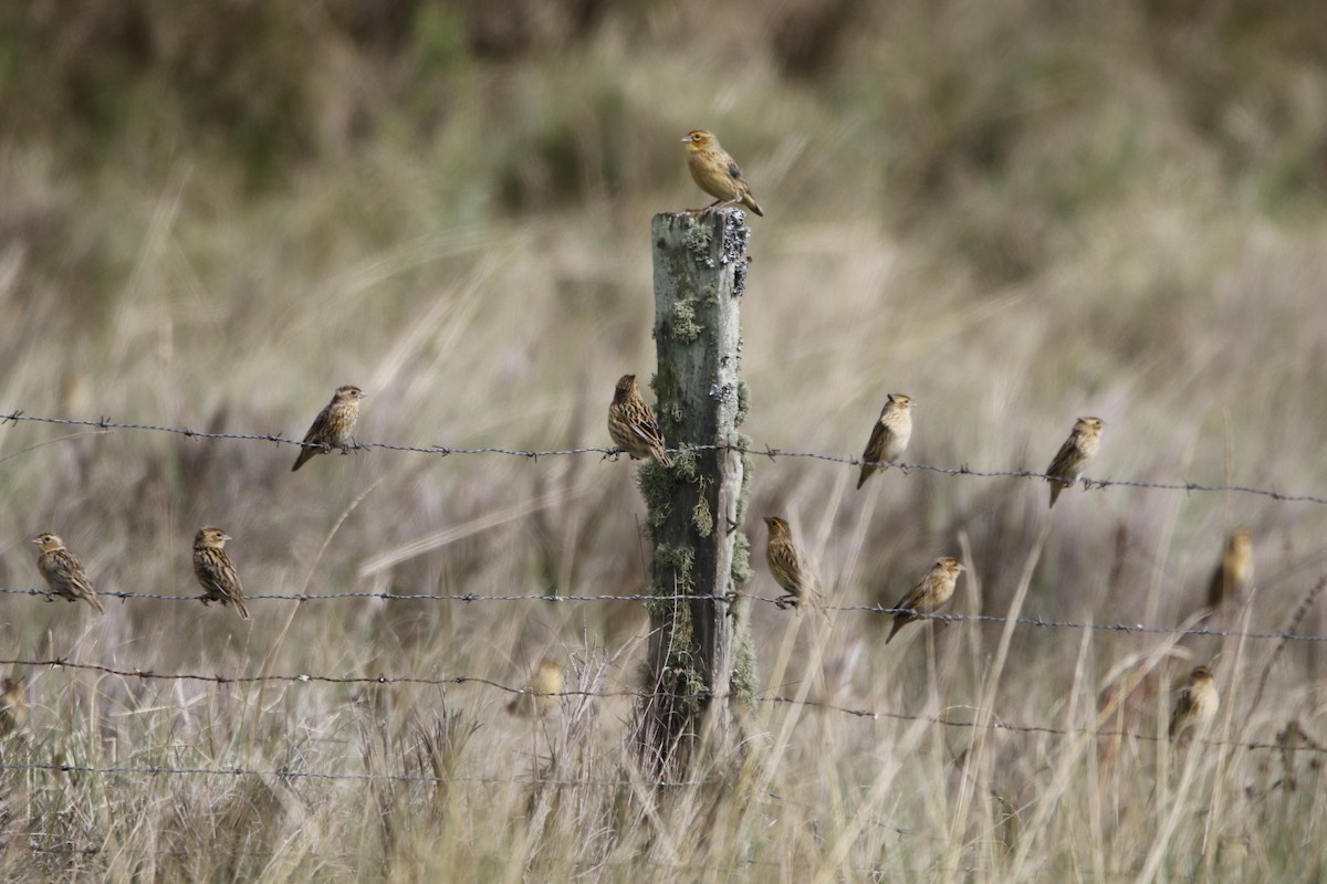 Long-tailed Widowbird - ML645450271