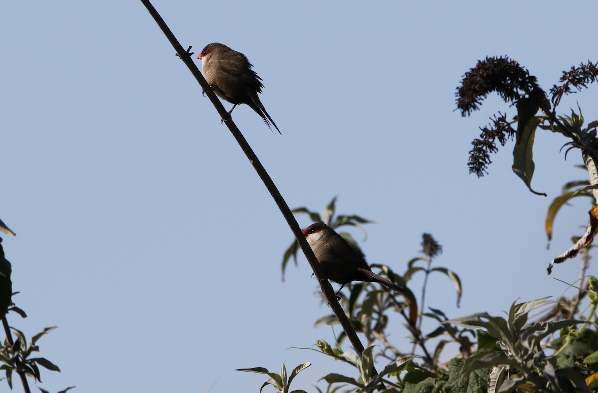 Common Waxbill - ML645450273