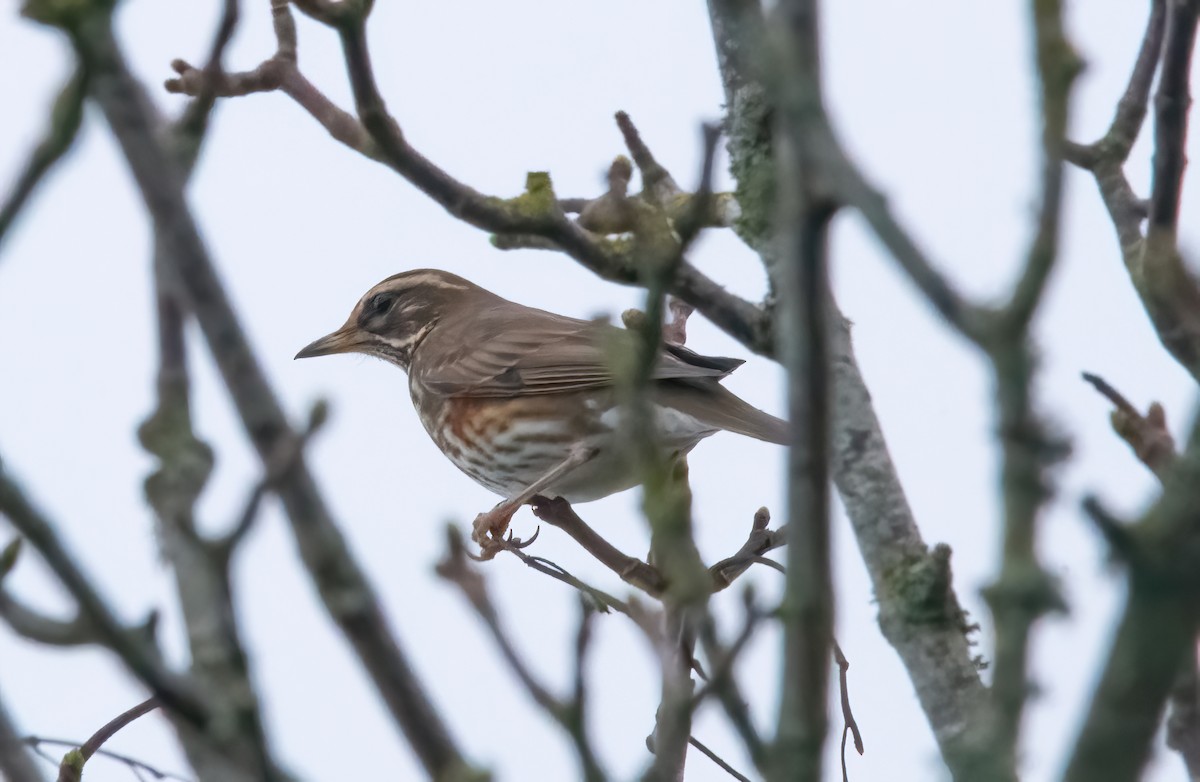 Redwing - ML645450274