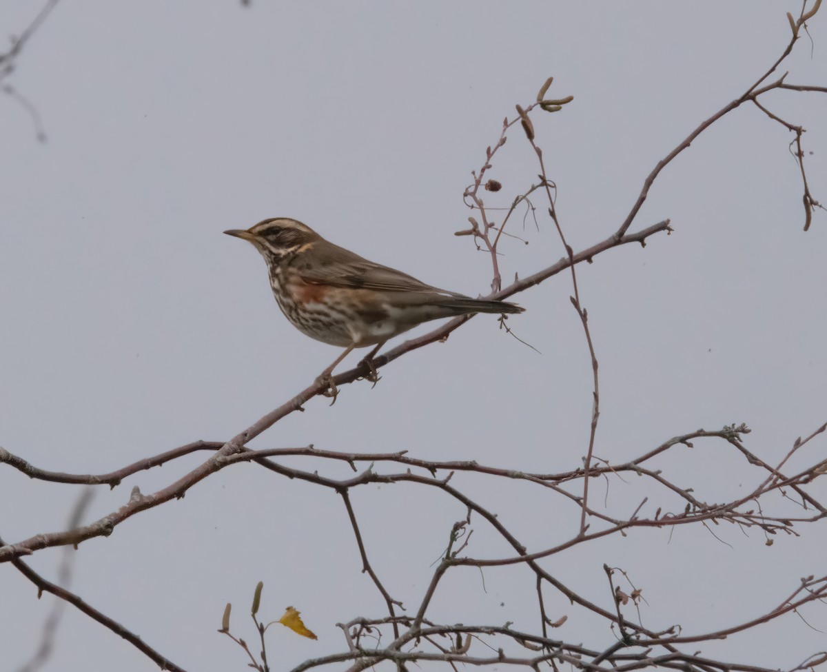Redwing - ML645450279