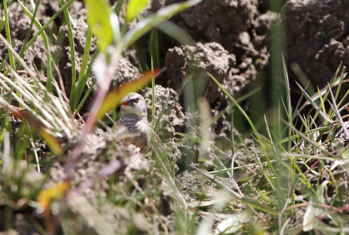 Quailfinch - ML645450280