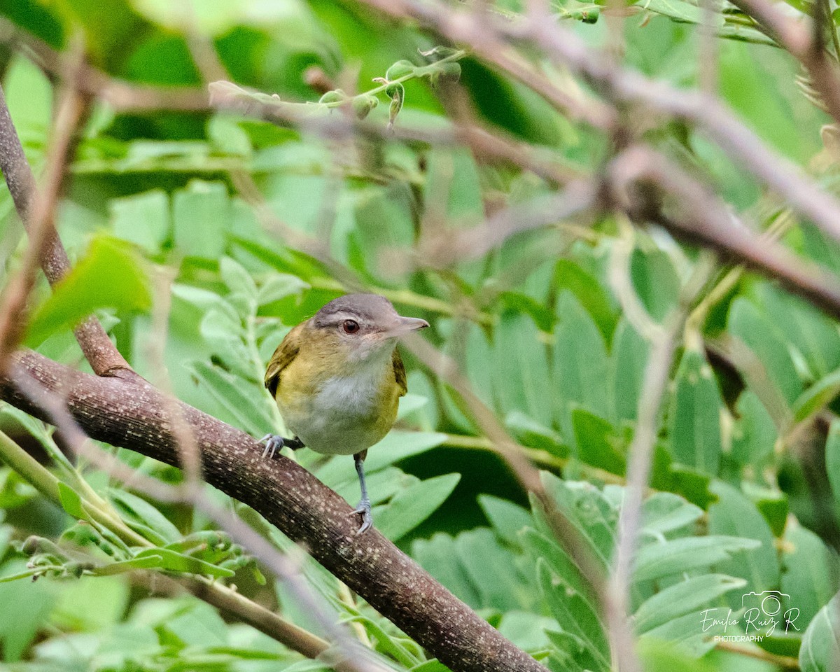 Yellow-green Vireo - ML645450281