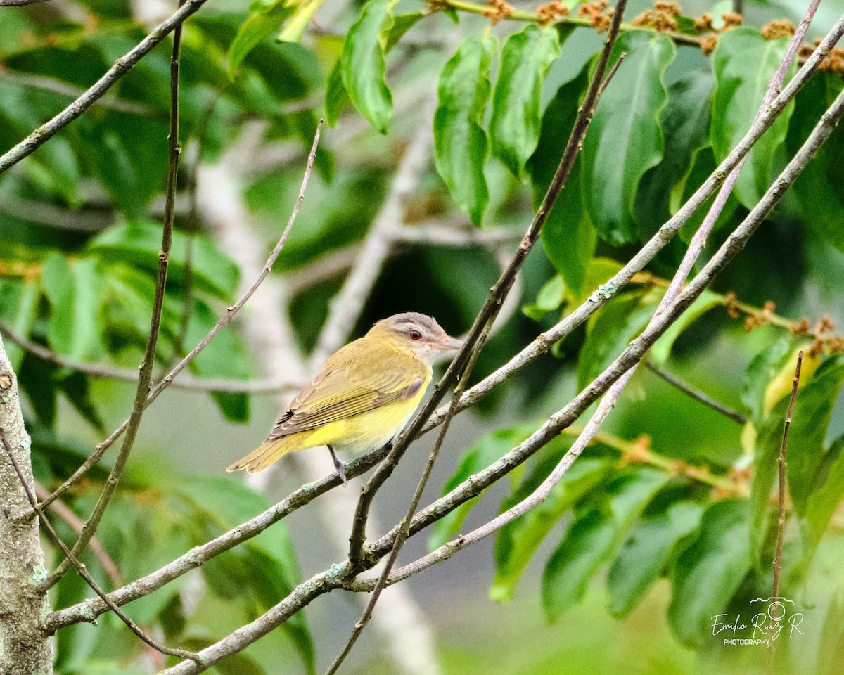 Yellow-green Vireo - ML645450282