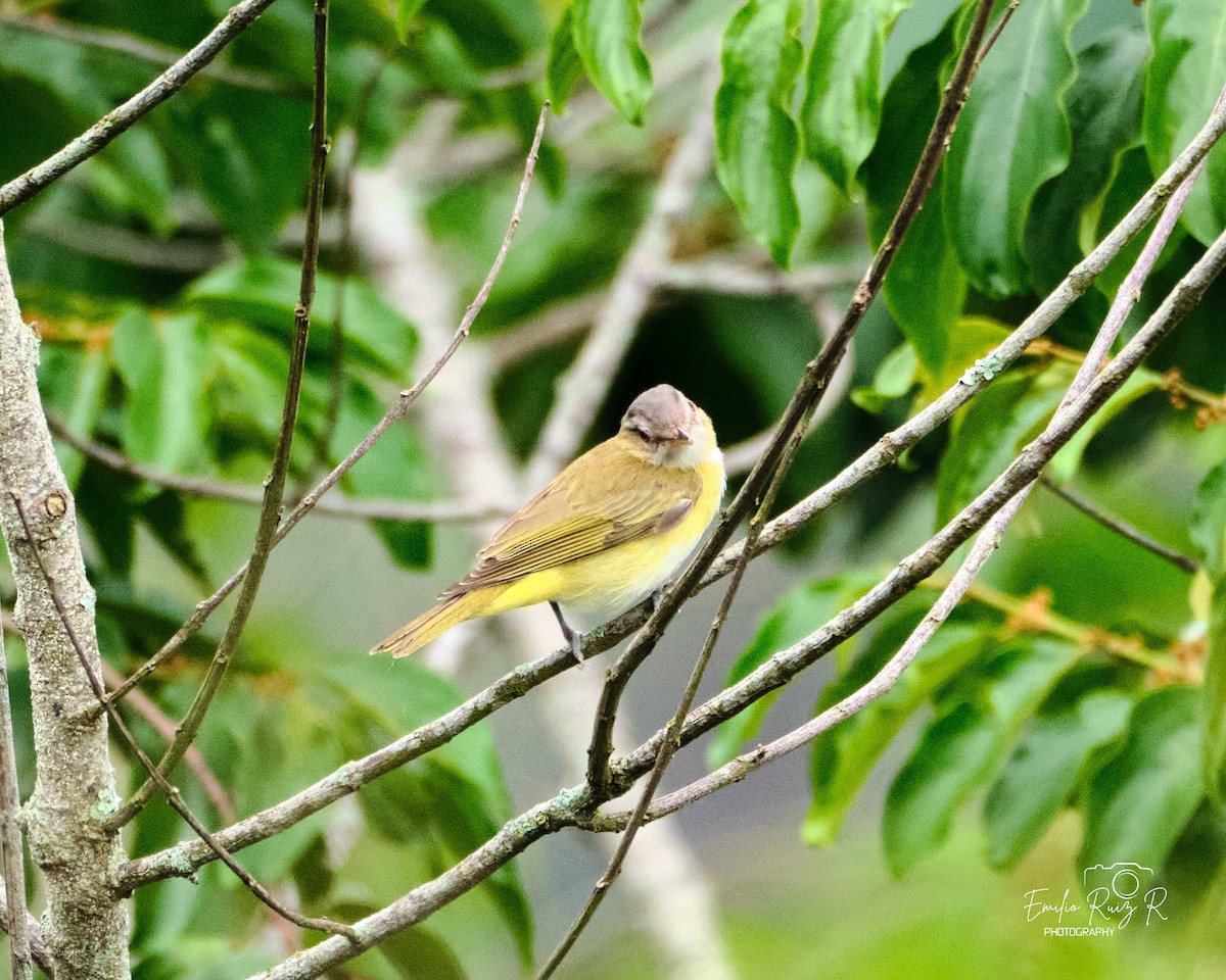 Yellow-green Vireo - ML645450283