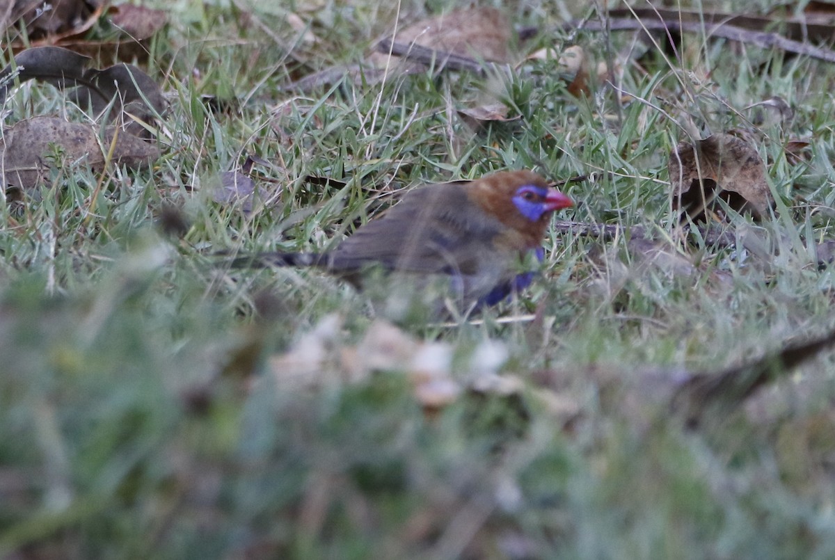 Purple Grenadier - ML645450285