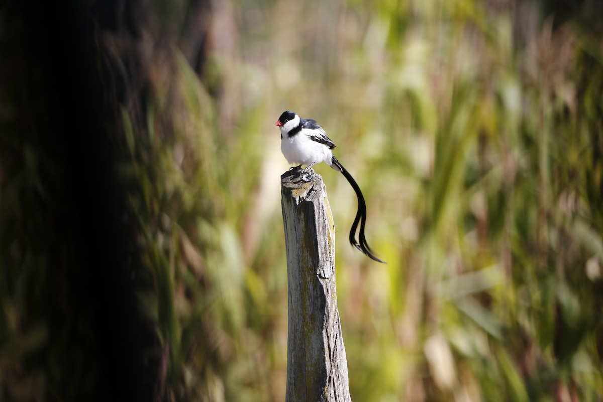 Pin-tailed Whydah - ML645450287