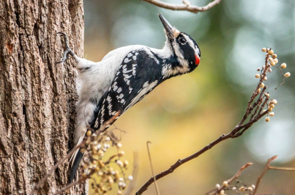 Hairy Woodpecker (Eastern) - ML645450288