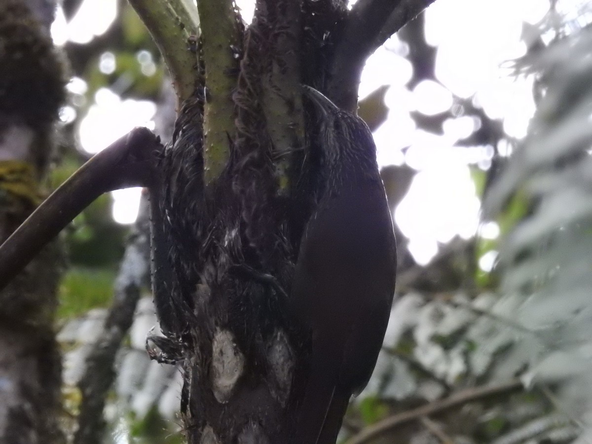 Strong-billed Woodcreeper - ML645450309