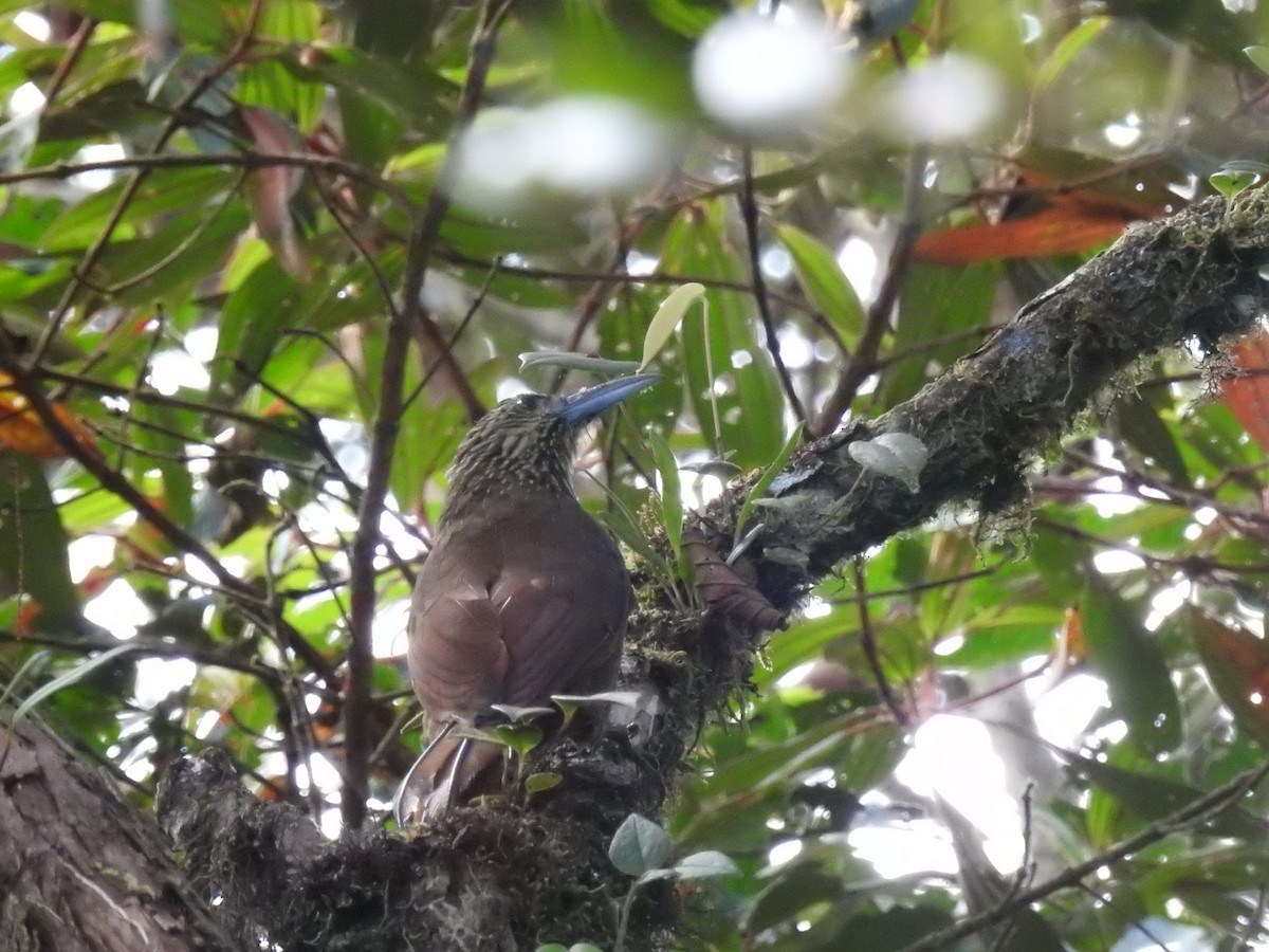 Strong-billed Woodcreeper - ML645450310