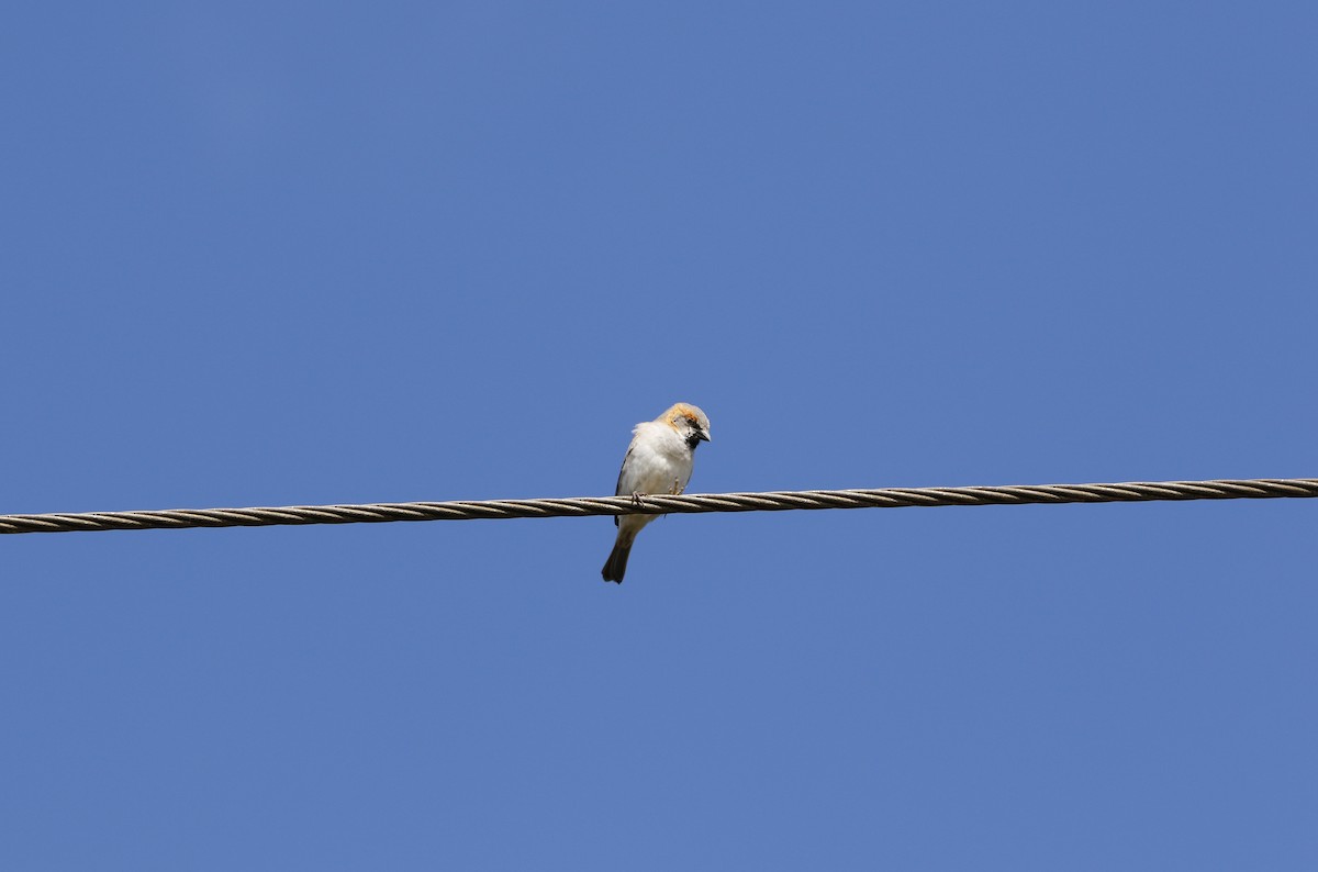 Kenya Rufous Sparrow - ML645450322