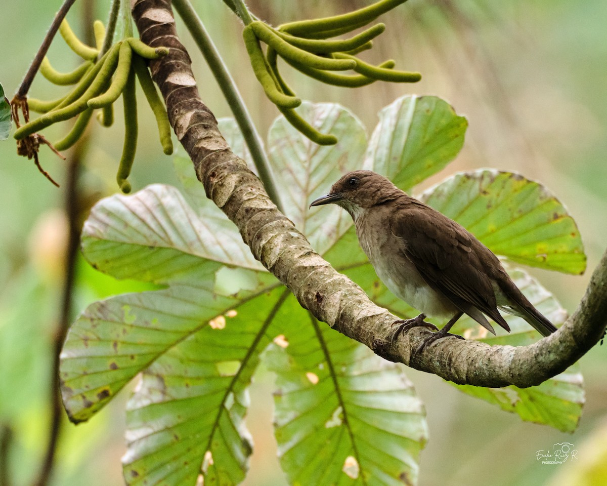 Zorzal Piquinegro - ML645450325