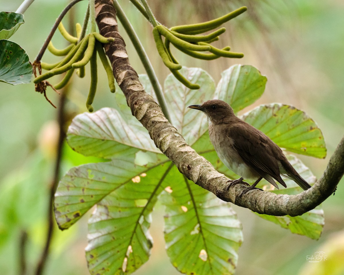 Zorzal Piquinegro - ML645450326