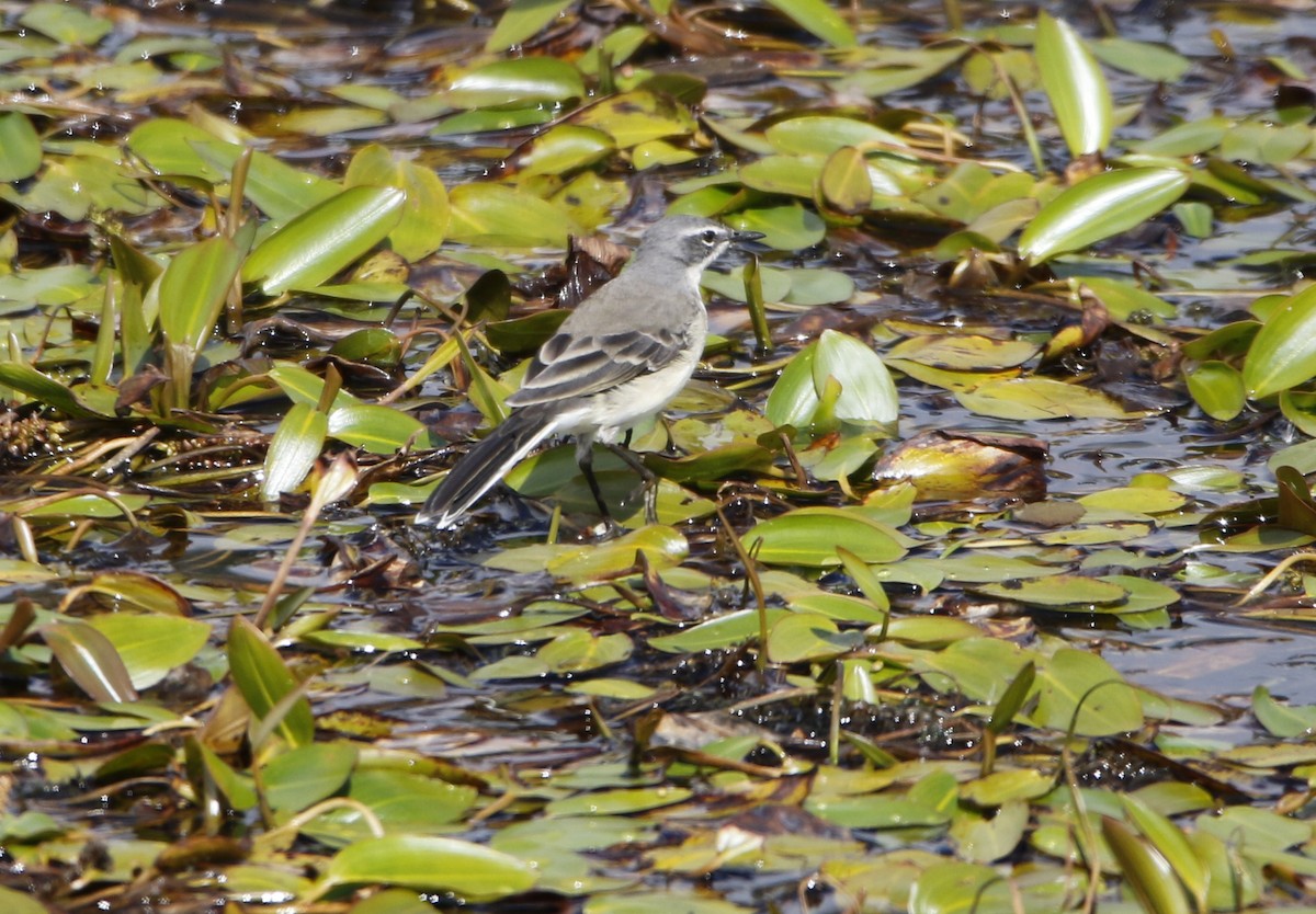 Cape Wagtail - ML645450327