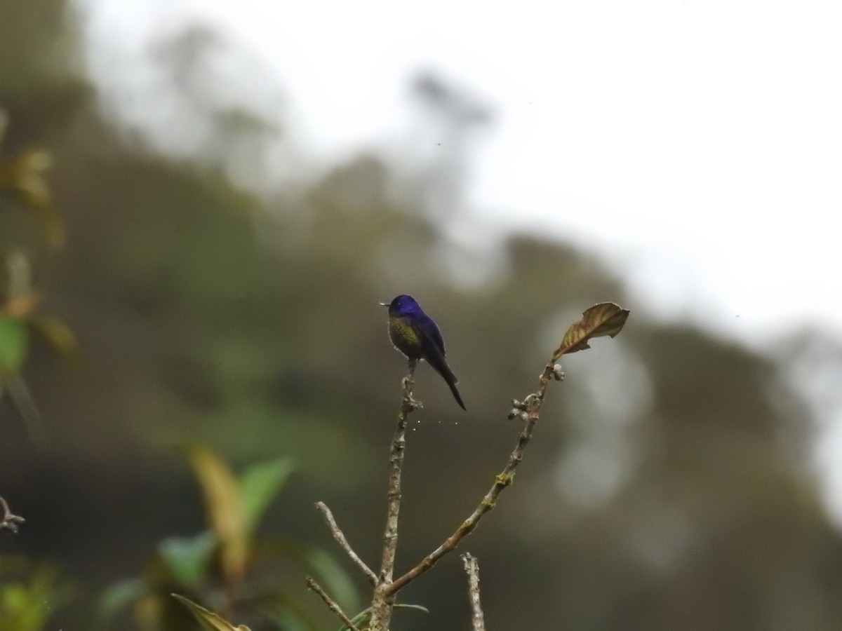Purple-backed Thornbill - ML645450334