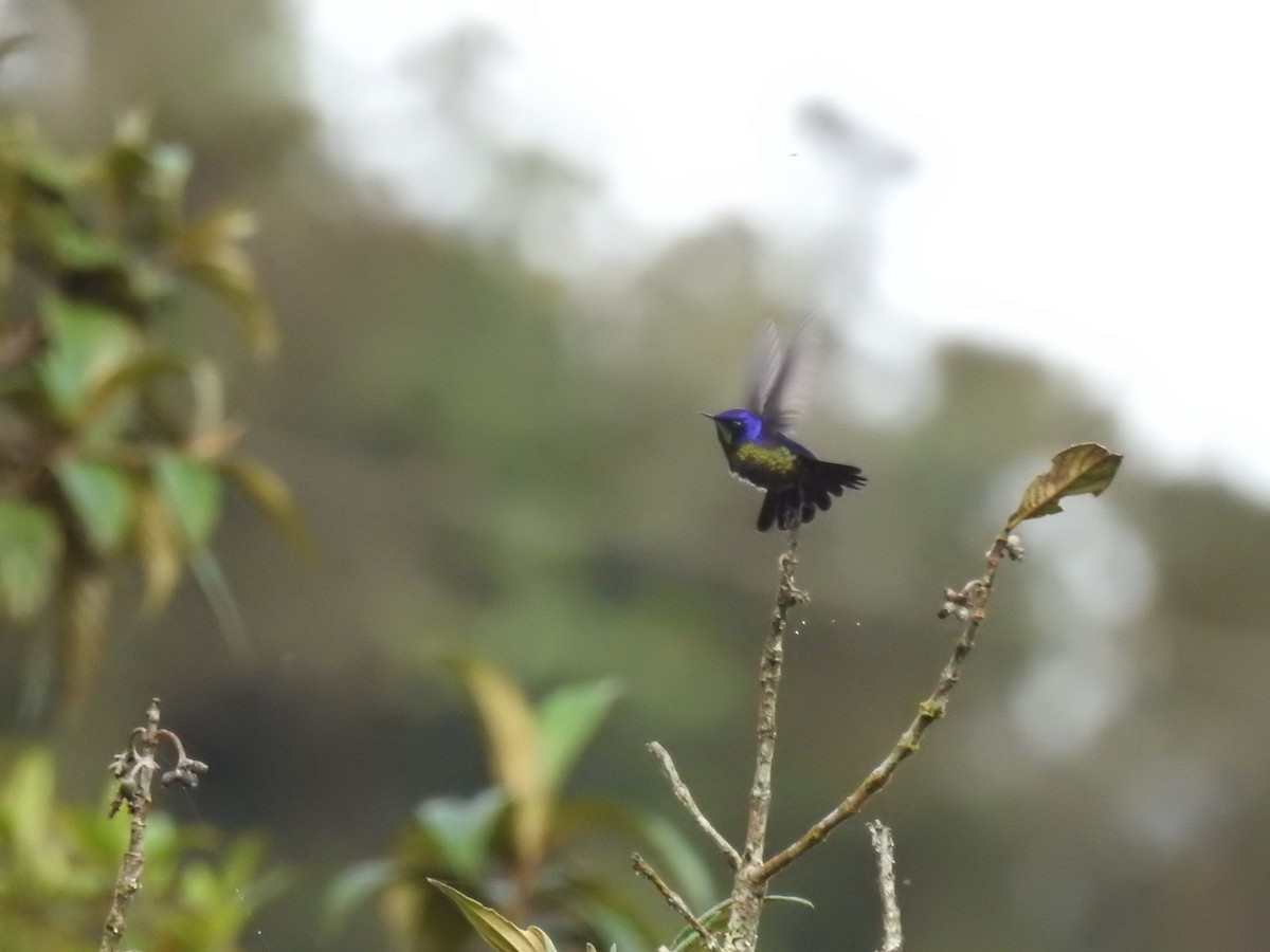 Purple-backed Thornbill - ML645450335