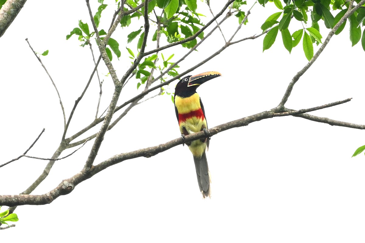 arassari hnědouchý - ML645450337