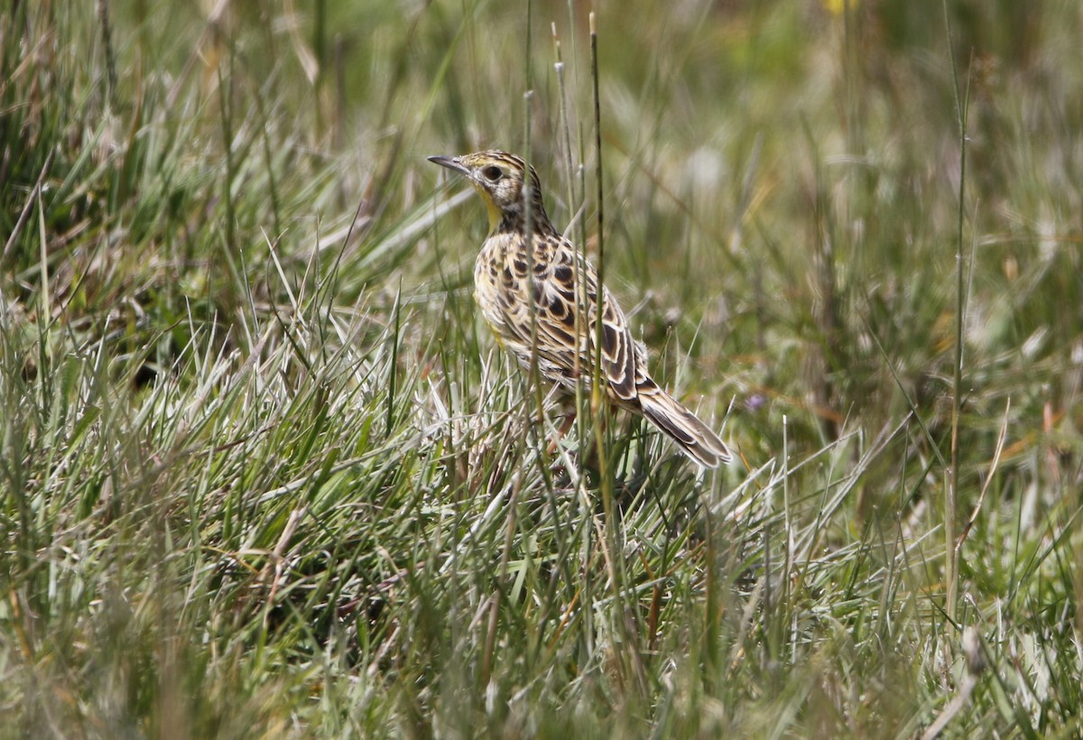 Sharpe's Longclaw - ML645450339