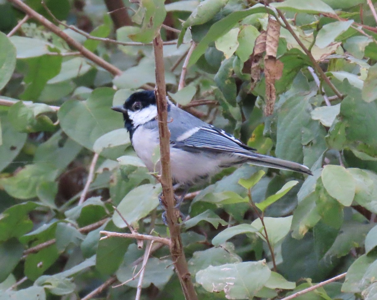 シジュウカラ（cinereus グループ） - ML645450354