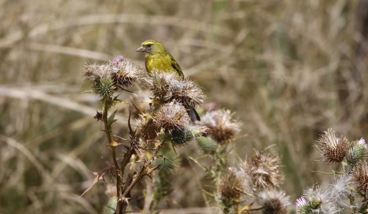 African Citril - ML645450357