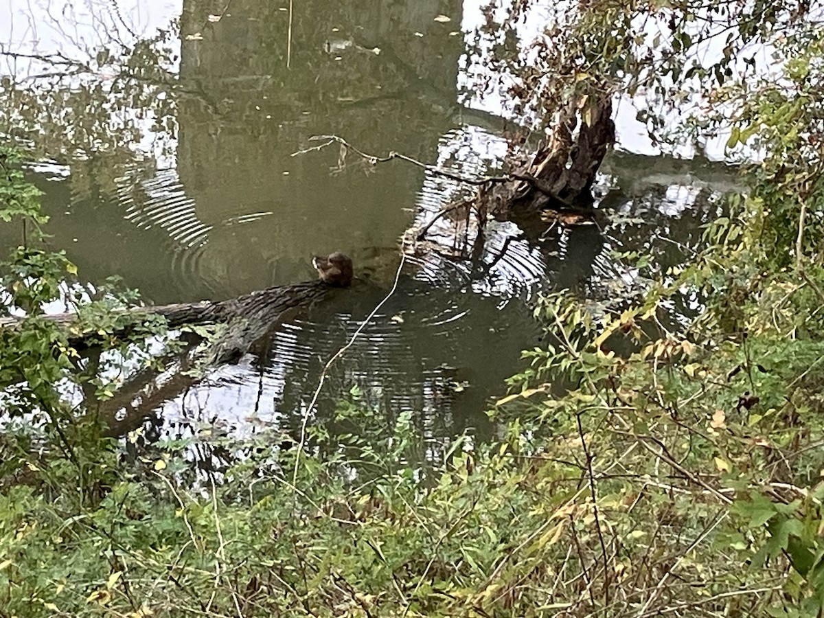 Mammals - ML645450361