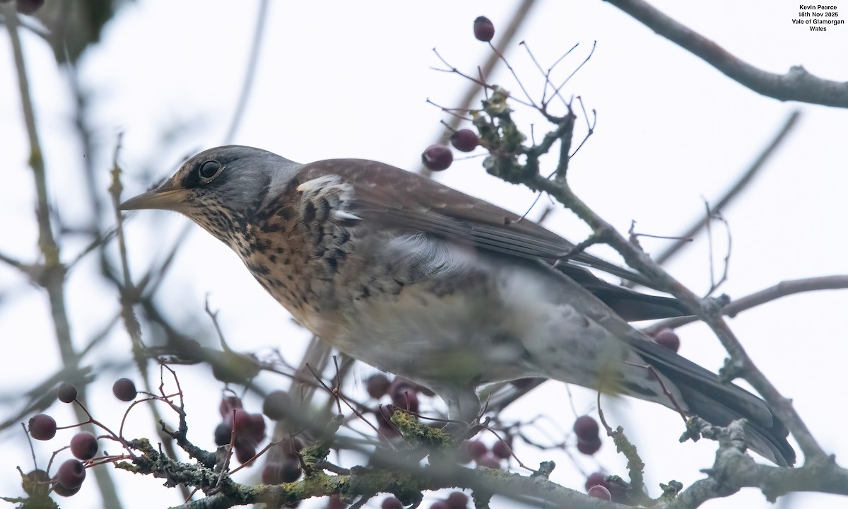 Чикотень - ML645450384