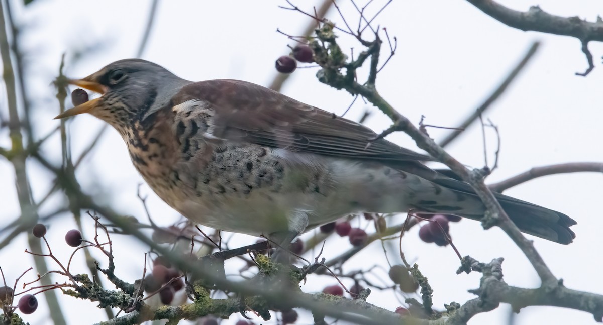 Чикотень - ML645450385