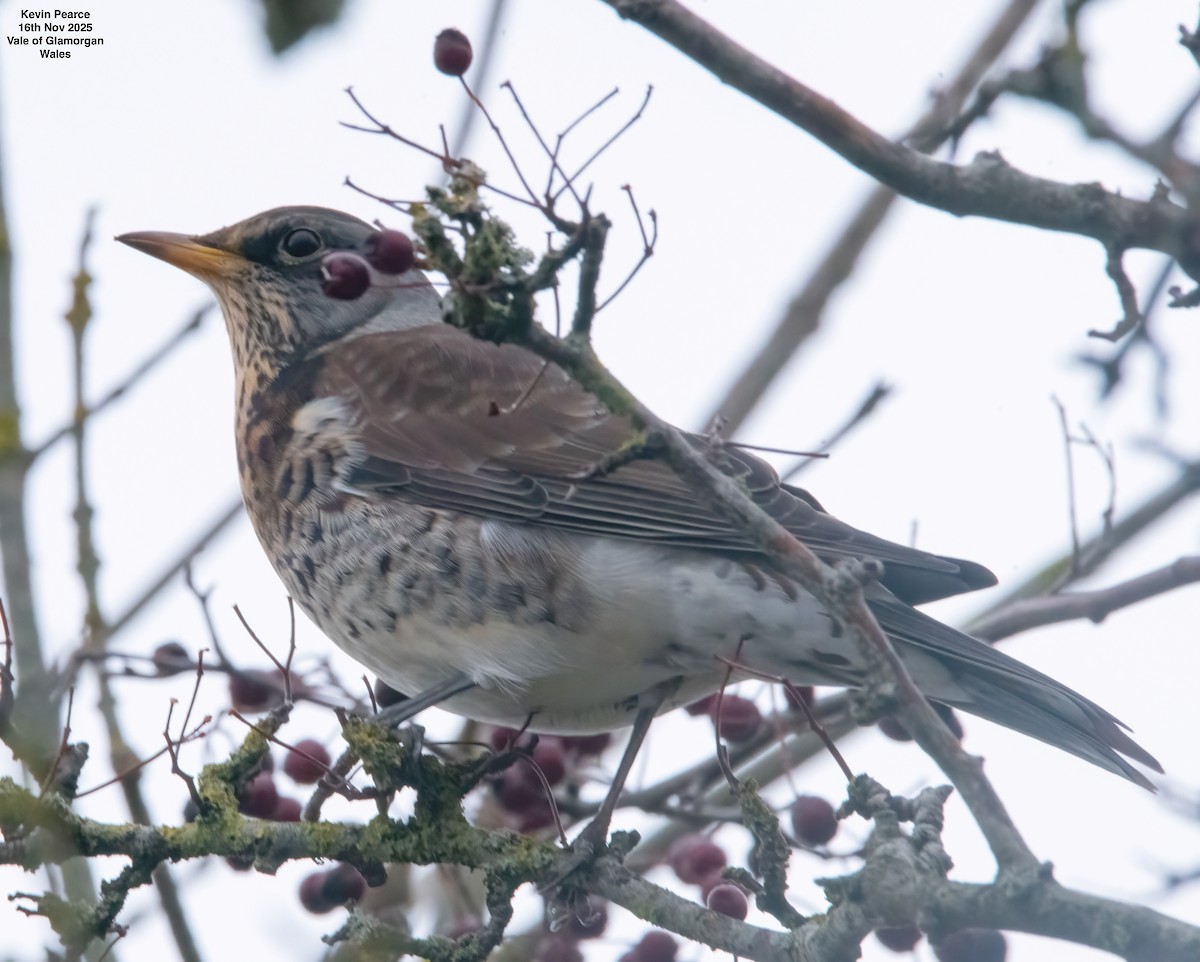 Чикотень - ML645450386