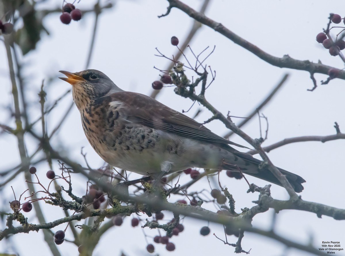 Чикотень - ML645450387