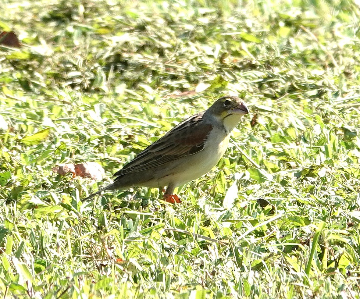Dickcissel - ML645450388