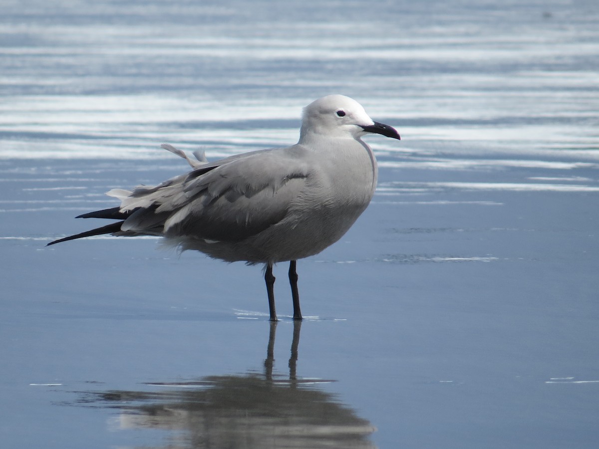 racek tmavý - ML645450390