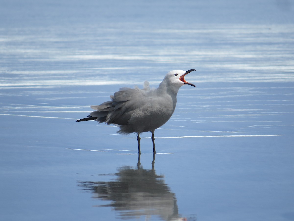 racek tmavý - ML645450391