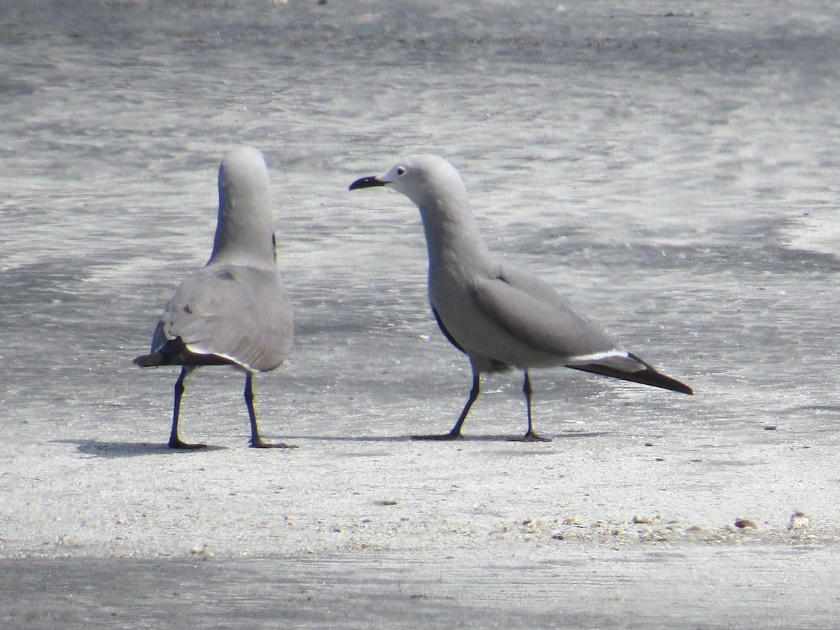 racek tmavý - ML645450392